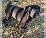 Small #2 Black Mouth Cur-Labrador Retriever Mix