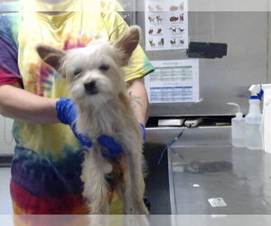 Silky Terrier-Unknown Mix Dogs for adoption in Fayetteville, NC, USA