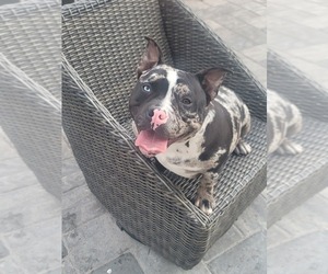 Mother of the American Bully puppies born on 06/25/2026