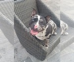 Small Photo #1 American Bully Puppy For Sale in NORTH PORT, FL, USA