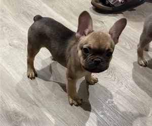 French Bulldog Puppy for sale in SAN FRANCISCO, CA, USA