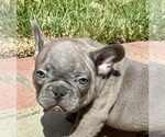 Small Photo #9 French Bulldog Puppy For Sale in SALINAS, CA, USA