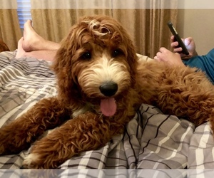 Goldendoodle Puppy for sale in MC KINNEY, TX, USA