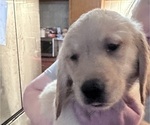 Puppy Poseidon Golden Retriever
