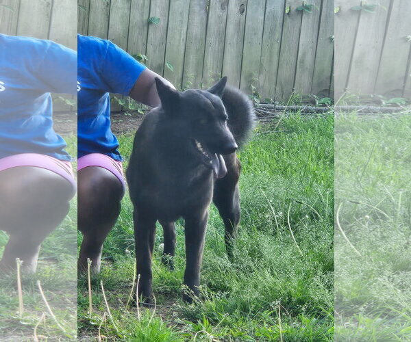 Medium Photo #3 Mutt Puppy For Sale in Munford, TN, USA