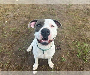 American Pit Bull Terrier-Unknown Mix Dogs for adoption in Ocala, FL, USA
