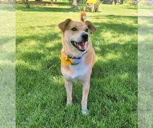 Mutt Dogs for adoption in Gilberts, IL, USA
