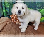 Small Photo #10 Goldendoodle-Poodle (Standard) Mix Puppy For Sale in PEYTON, CO, USA
