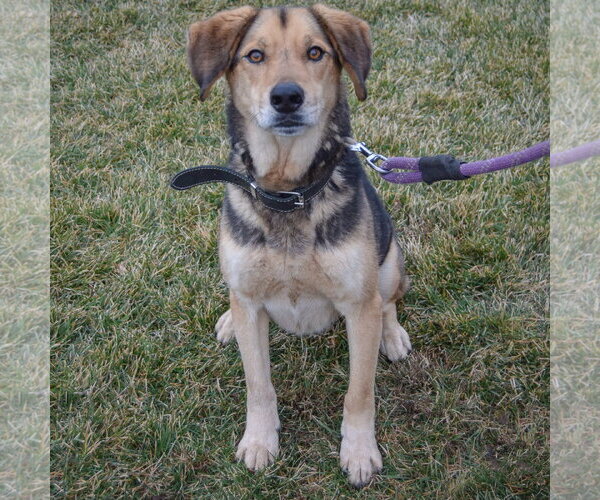 Medium Photo #3 Collie-German Shepherd Dog Mix Puppy For Sale in Huntley, IL, USA