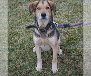 Hodie - Male Collie-German Shepherd Dog Mix Dog for Adoption - Photo #3