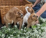 Small #6 Cavalier King Charles Spaniel