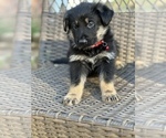 Small Photo #2 German Shepherd Dog Puppy For Sale in RIVERDALE, MD, USA