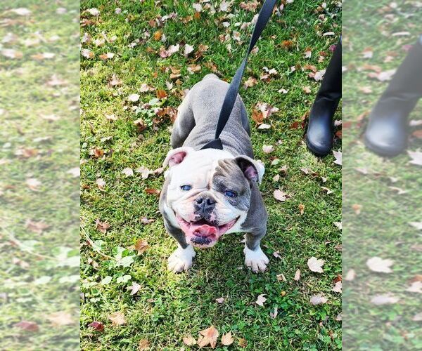 Medium Photo #2 Bulldog Puppy For Sale in Perth Amboy, NJ, USA