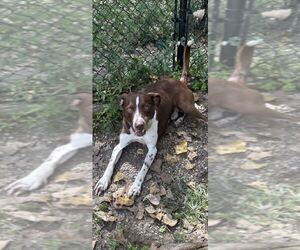 Trevor - Male Pointer-Unknown Mix Dog for Adoption - Photo #4