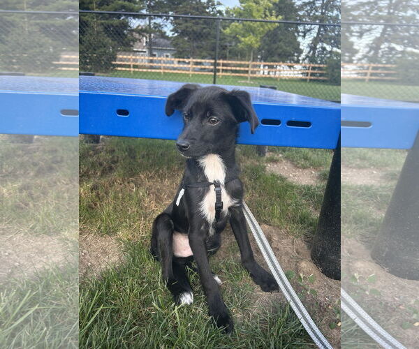 Medium Photo #2 Border Collie-Unknown Mix Puppy For Sale in Plainfield, IL, USA