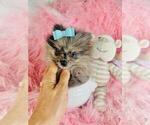 Small #3 Pomeranian