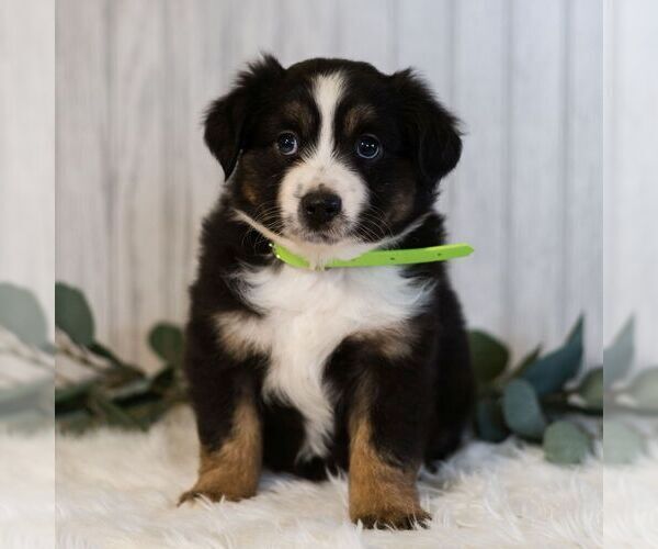 Medium Photo #6 Miniature Australian Shepherd Puppy For Sale in REBERSBURG, PA, USA