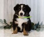 Small Photo #6 Miniature Australian Shepherd Puppy For Sale in REBERSBURG, PA, USA