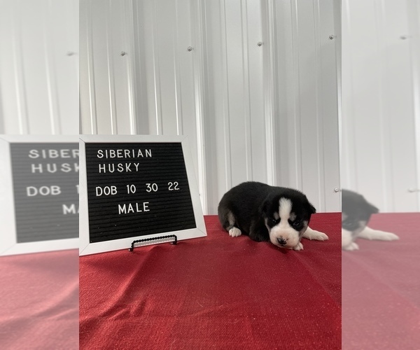 Medium Photo #2 Siberian Husky Puppy For Sale in OKAWVILLE, IL, USA