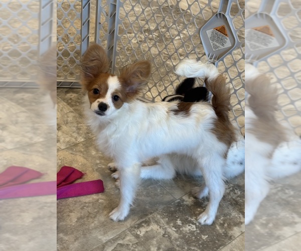 Medium Photo #1 Papillon Puppy For Sale in CANOGA, NY, USA