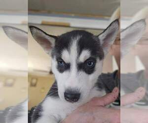 Siberian Husky Puppy for sale in ANTIGO, WI, USA