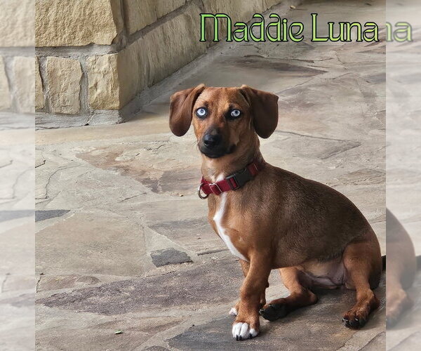 Medium Photo #4 Dachshund Puppy For Sale in San Antonio, TX, USA