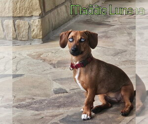 Maddie Luna - Female Dachshund Dog for Adoption - Photo #4