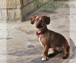 Small Photo #4 Dachshund Puppy For Sale in San Antonio, TX, USA