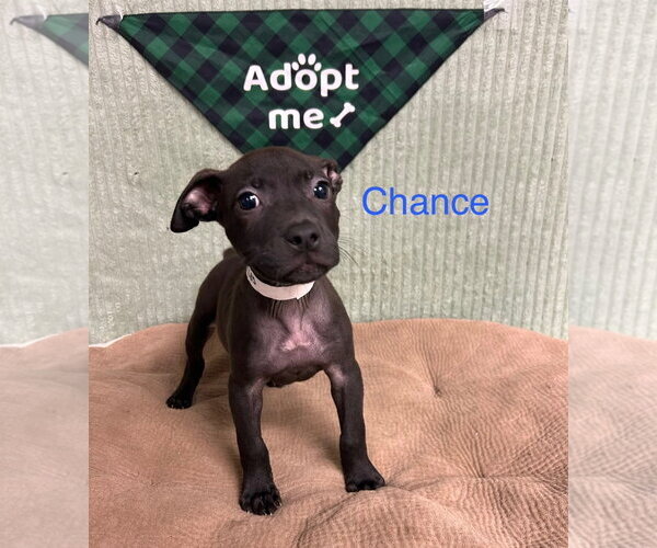 Medium Photo #2 Mutt Puppy For Sale in Blacksburg, SC, USA