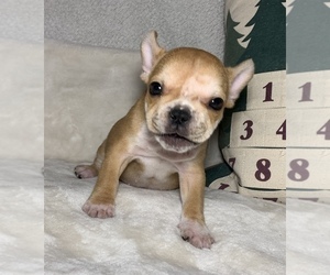French Bulldog Puppy for sale in JOHNS ISLAND, SC, USA
