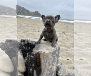 French Bulldog Puppy for sale in HAYWARD, CA, USA