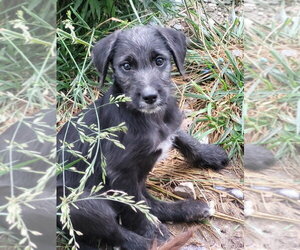 Aussiedoodle Dogs for adoption in Bolivar, MO, USA