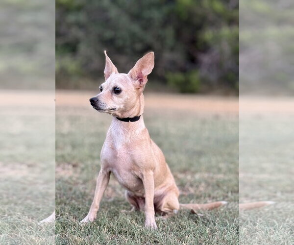 Medium Photo #4 Chihuahua-Unknown Mix Puppy For Sale in PIPE CREEK, TX, USA