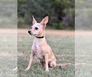 Heather - Female Chihuahua-Unknown Mix Dog for Adoption - Photo #4