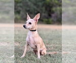 Small Photo #4 Chihuahua-Unknown Mix Puppy For Sale in PIPE CREEK, TX, USA