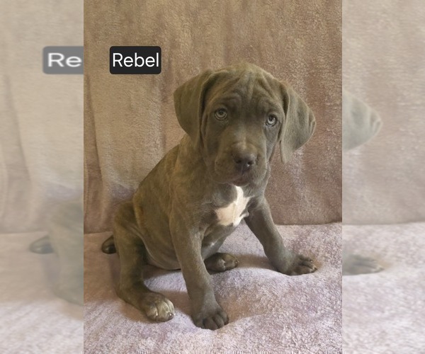 Medium Photo #13 Cane Corso Puppy For Sale in MINERAL WELLS, WV, USA