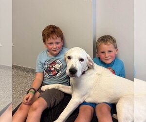 Bill - Male Mutt Dog for Adoption - Photo #4