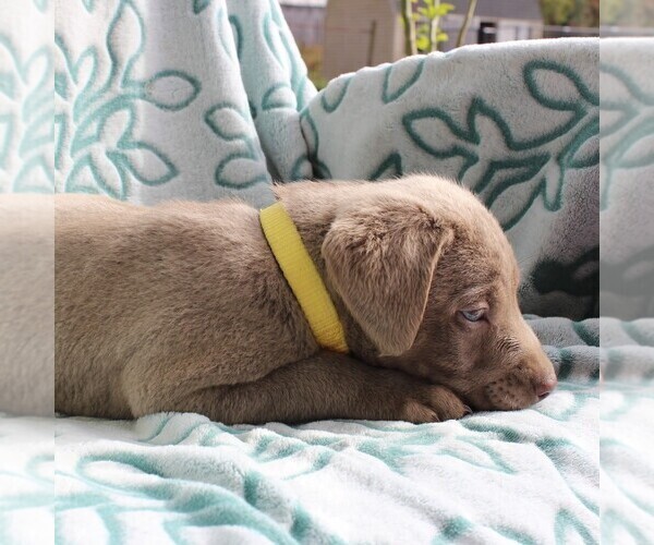 Medium Photo #6 Labrador Retriever Puppy For Sale in CHARLOTT HALL, MD, USA