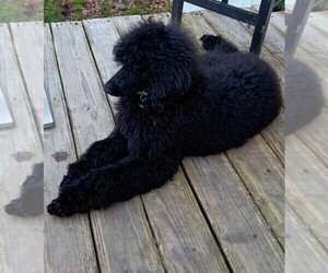 Poodle (Standard) Puppy for sale in DUNNELLON, FL, USA