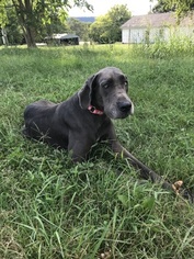 Great Dane Puppy for sale in CAVE CITY, KY, USA