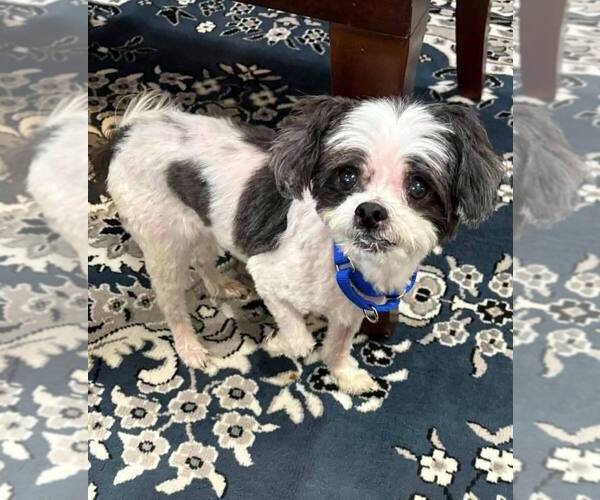 Medium Photo #22 Shih Tzu-Unknown Mix Puppy For Sale in New York, NY, USA