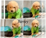 Small Photo #26 Golden Retriever-Goldendoodle Mix Puppy For Sale in LEICESTER, NC, USA