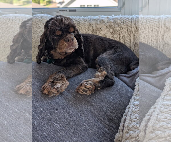 Medium Photo #2 Cocker Spaniel Puppy For Sale in St. Louis Park, MN, USA