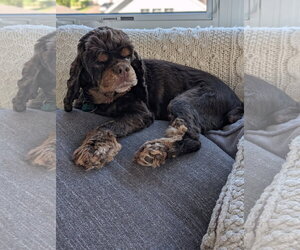 Amelia - Female Cocker Spaniel Dog for Adoption - Photo #2