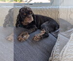 Small Photo #2 Cocker Spaniel Puppy For Sale in St. Louis Park, MN, USA