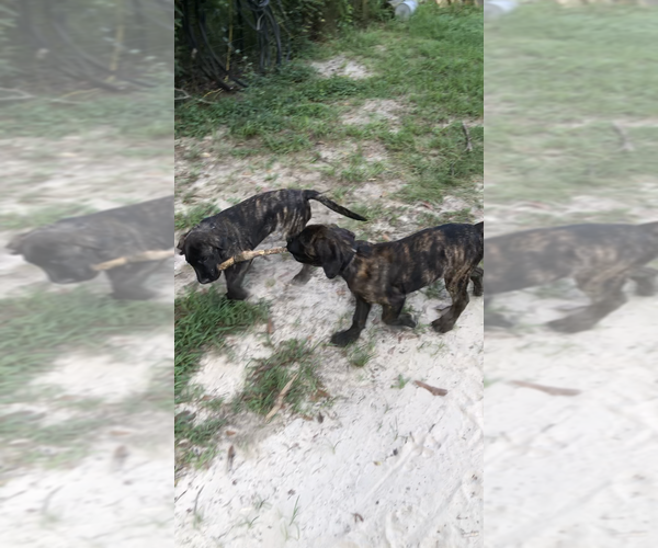Medium Photo #1 Mastiff Puppy For Sale in BRANTLEY, AL, USA