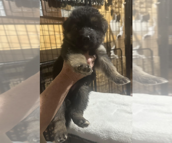 Medium Photo #2 German Shepherd Dog Puppy For Sale in LA FAYETTE, NY, USA