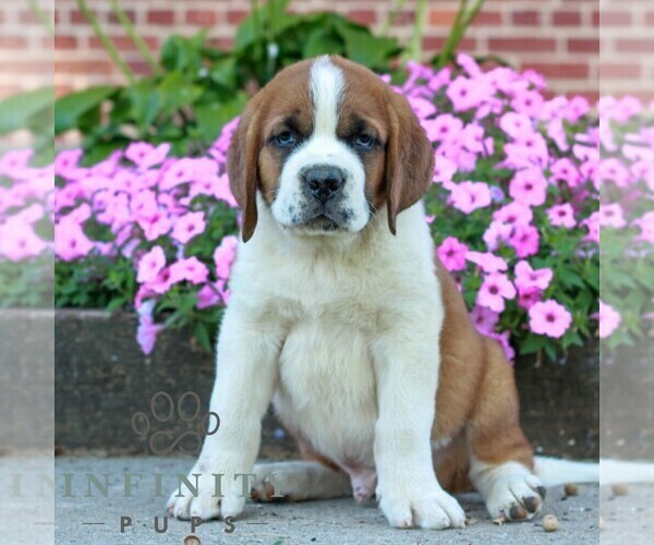 Medium Photo #2 Saint Bernard Puppy For Sale in MARIETTA, PA, USA