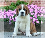 Small Photo #2 Saint Bernard Puppy For Sale in MARIETTA, PA, USA