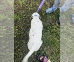 Small #7 Dalmatian